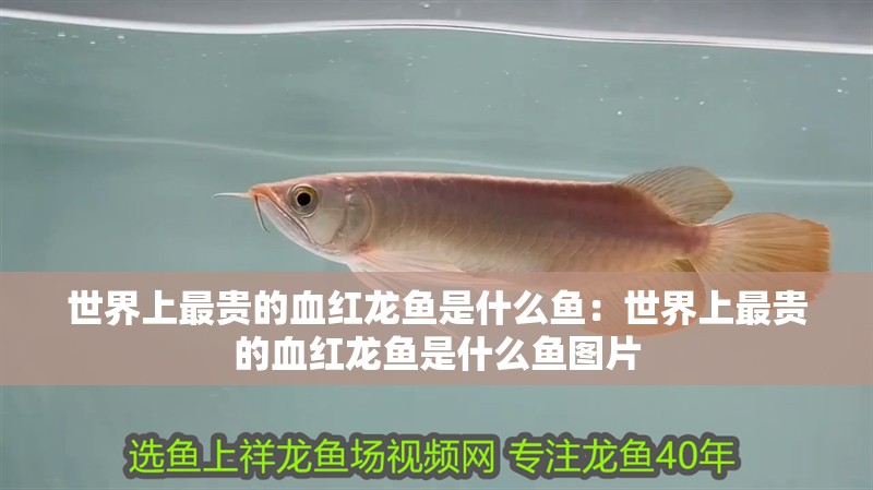 世界上最貴的血紅龍魚是什么魚：世界上最貴的血紅龍魚是什么魚圖片