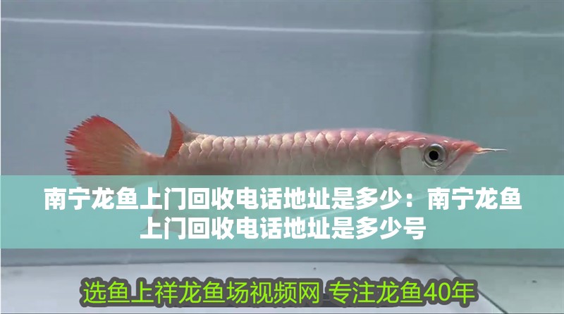 南寧龍魚上門回收電話地址是多少：南寧龍魚上門回收電話地址是多少號