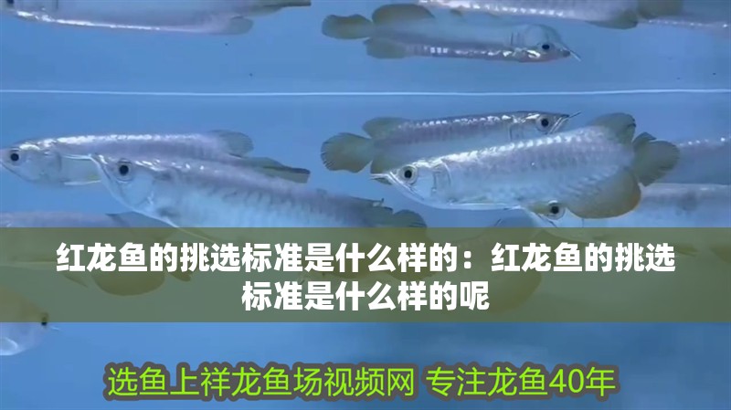 紅龍魚的挑選標準是什么樣的：紅龍魚的挑選標準是什么樣的呢