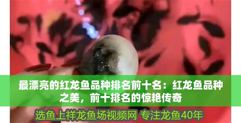 最漂亮的紅龍魚品種排名前十名：紅龍魚品種之美，前十排名的驚艷傳奇
