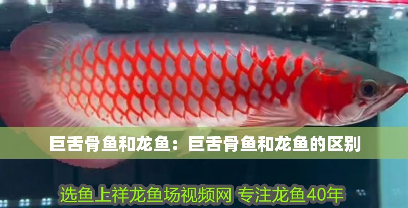 巨舌骨魚(yú)和龍魚(yú)：巨舌骨魚(yú)和龍魚(yú)的區(qū)別
