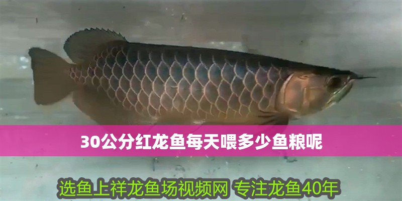 30公分紅龍魚每天喂多少魚糧呢