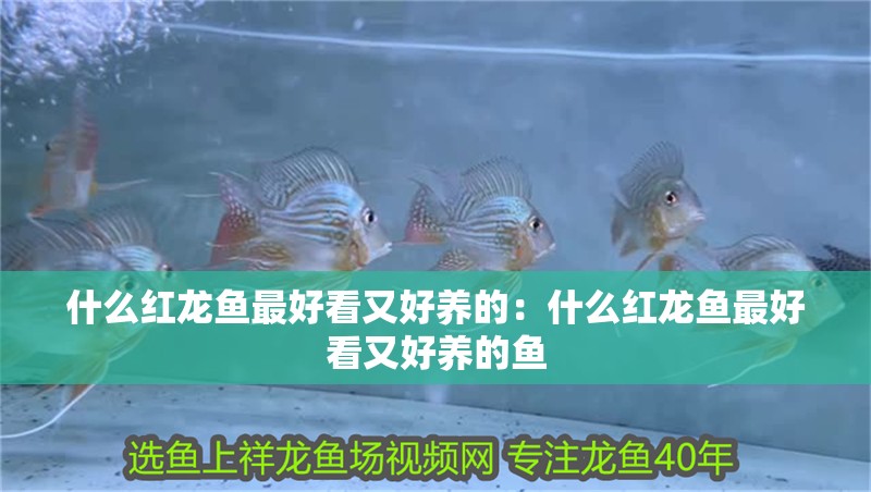 什么紅龍魚最好看又好養的：什么紅龍魚最好看又好養的魚
