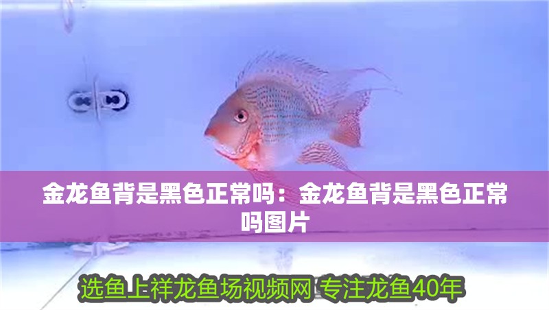 金龍魚背是黑色正常嗎：金龍魚背是黑色正常嗎圖片