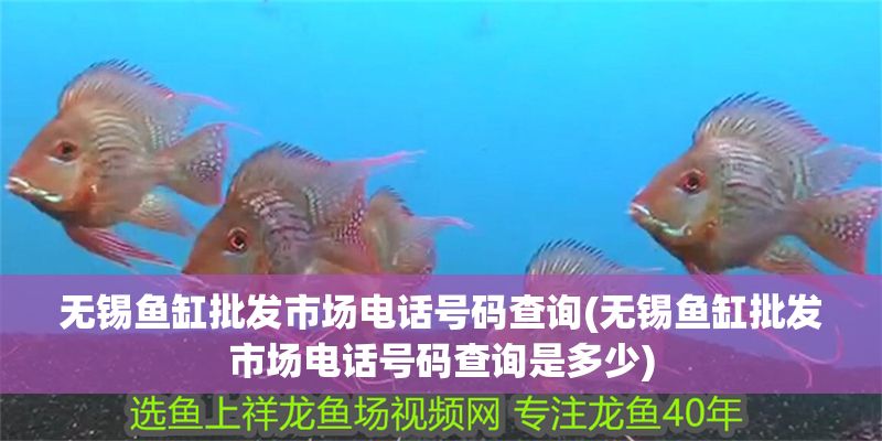 無錫魚缸批發(fā)市場(chǎng)電話號(hào)碼查詢(無錫魚缸批發(fā)市場(chǎng)電話號(hào)碼查詢是多少)