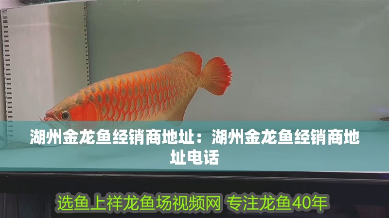 湖州金龍魚(yú)經(jīng)銷商地址：湖州金龍魚(yú)經(jīng)銷商地址電話