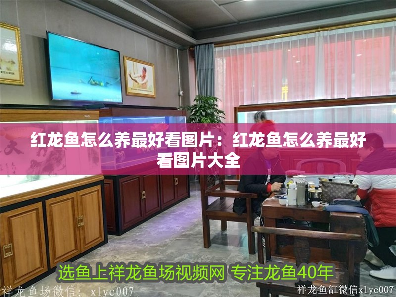 紅龍魚怎么養最好看圖片：紅龍魚怎么養最好看圖片大全