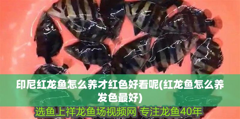 印尼紅龍魚怎么養(yǎng)才紅色好看呢(紅龍魚怎么養(yǎng)發(fā)色最好)