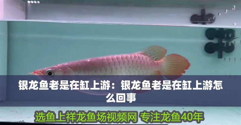 銀龍魚老是在缸上游：銀龍魚老是在缸上游怎么回事
