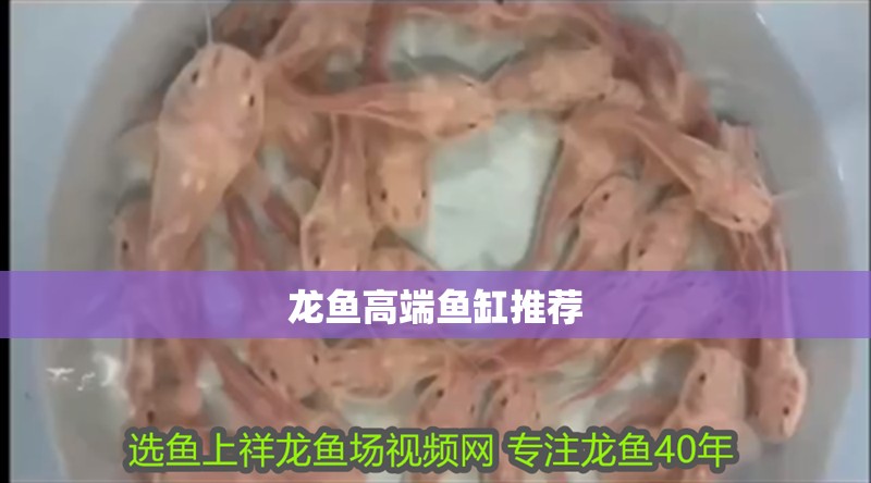 龍魚高端魚缸推薦