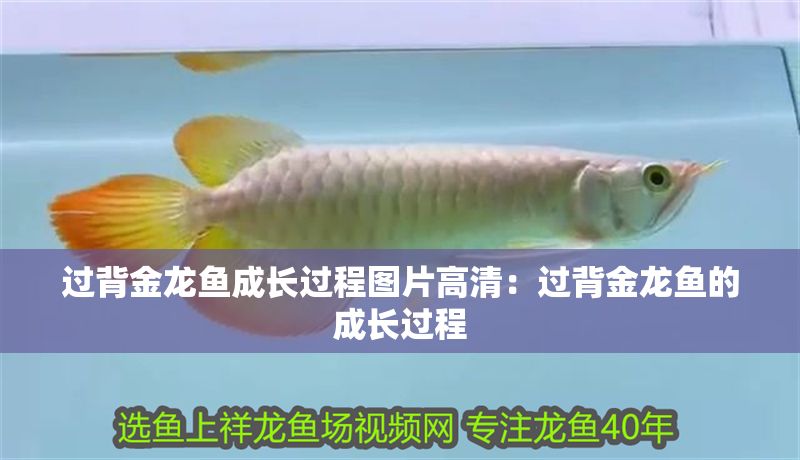 過背金龍魚成長過程圖片高清：過背金龍魚的成長過程