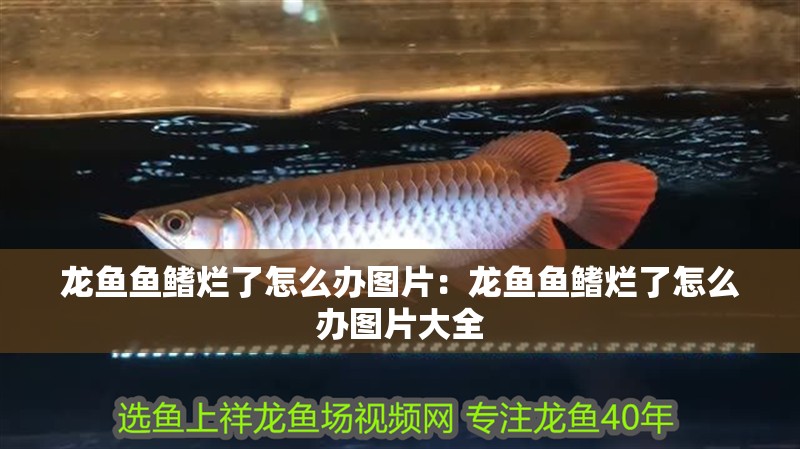 龍魚魚鰭爛了怎么辦圖片：龍魚魚鰭爛了怎么辦圖片大全