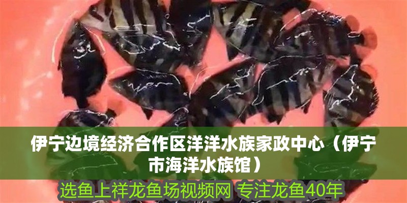 伊寧邊境經濟合作區洋洋水族家政中心（伊寧市海洋水族館）