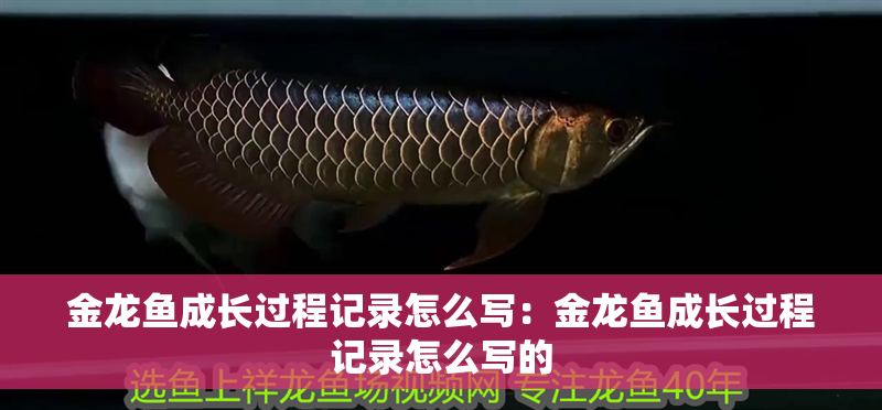 金龍魚成長過程記錄怎么寫：金龍魚成長過程記錄怎么寫的
