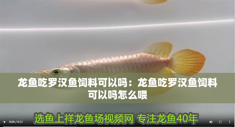 龍魚吃羅漢魚飼料可以嗎：龍魚吃羅漢魚飼料可以嗎怎么喂