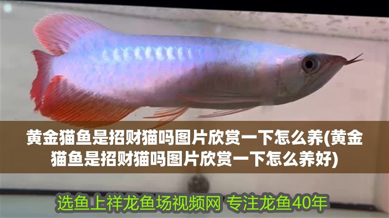 黃金貓魚是招財貓嗎圖片欣賞一下怎么養(黃金貓魚是招財貓嗎圖片欣賞一下怎么養好)