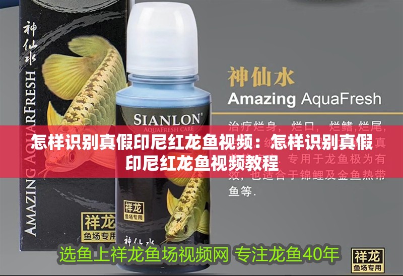 怎樣識(shí)別真假印尼紅龍魚視頻：怎樣識(shí)別真假印尼紅龍魚視頻教程