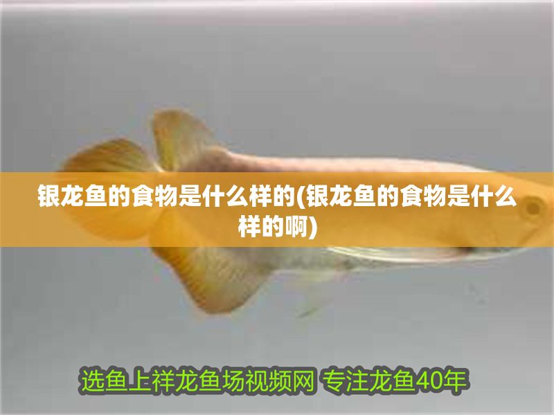 銀龍魚的食物是什么樣的(銀龍魚的食物是什么樣的啊)