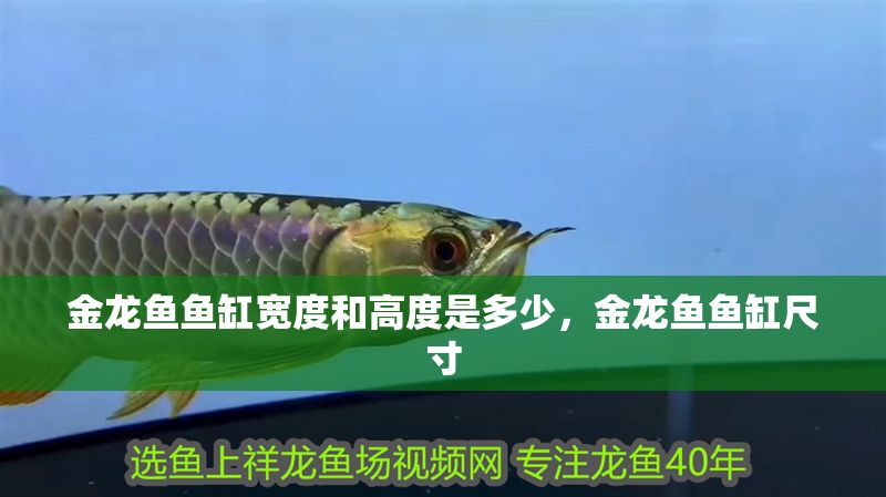 金龍魚魚缸寬度和高度是多少，金龍魚魚缸尺寸