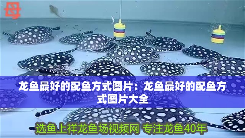 龍魚最好的配魚方式圖片：龍魚最好的配魚方式圖片大全