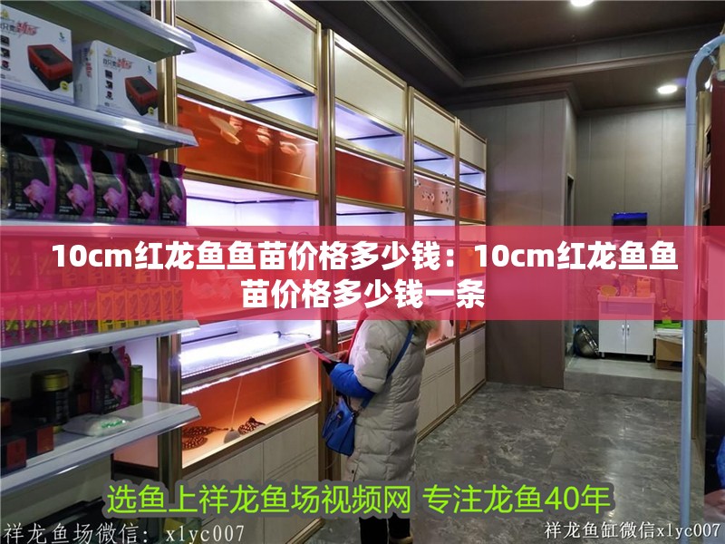 10cm紅龍魚魚苗價格多少錢：10cm紅龍魚魚苗價格多少錢一條