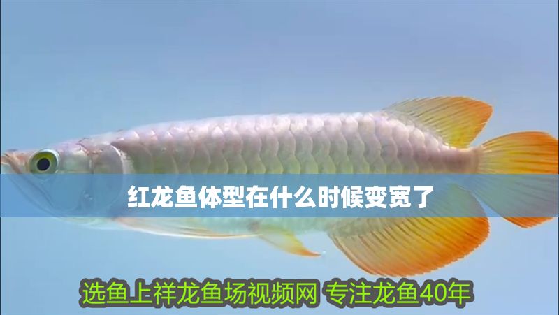 紅龍魚體型在什么時候變寬了