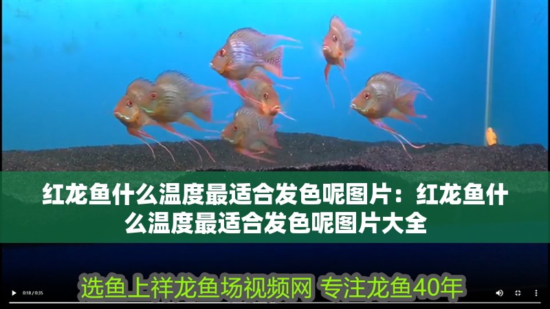 紅龍魚(yú)什么溫度最適合發(fā)色呢圖片：紅龍魚(yú)什么溫度最適合發(fā)色呢圖片大全