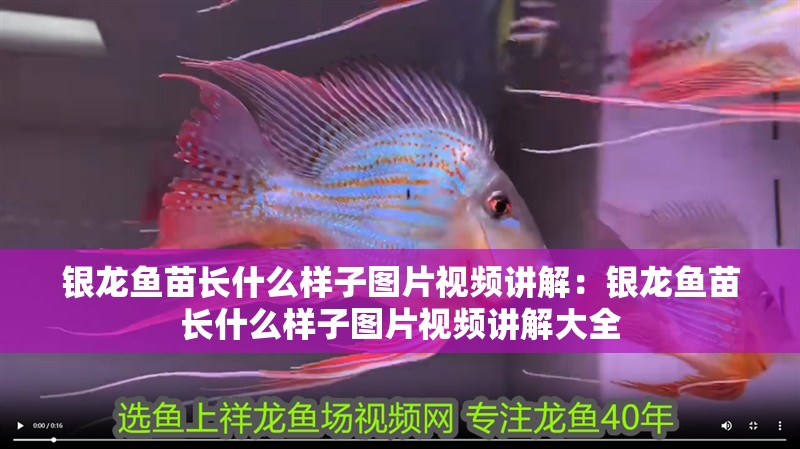 銀龍魚苗長什么樣子圖片視頻講解：銀龍魚苗長什么樣子圖片視頻講解大全