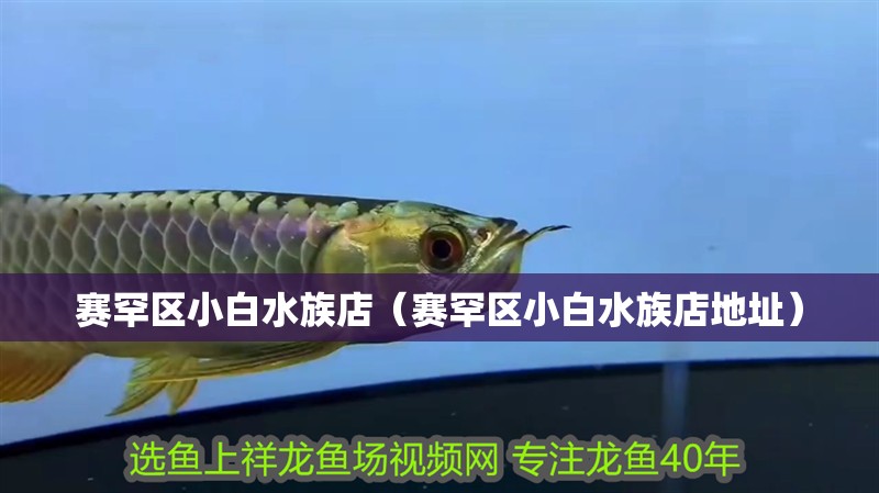 賽罕區(qū)小白水族店（賽罕區(qū)小白水族店地址）