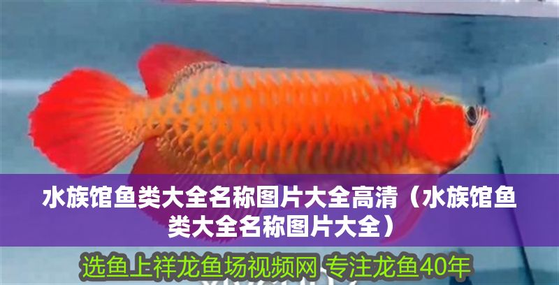 水族館魚類大全名稱圖片大全高清（水族館魚類大全名稱圖片大全）