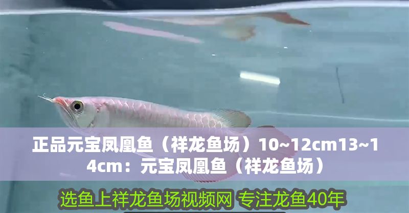 正品元寶鳳凰魚（祥龍魚場）10~12cm13~14cm：元寶鳳凰魚（祥龍魚場）