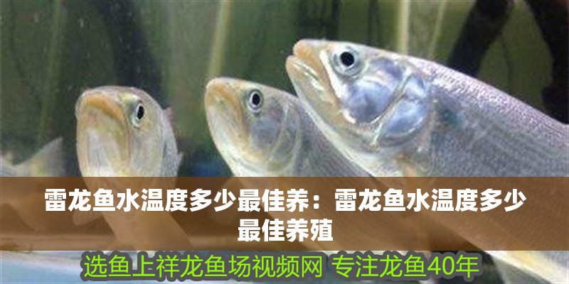 雷龍魚水溫度多少最佳養：雷龍魚水溫度多少最佳養殖