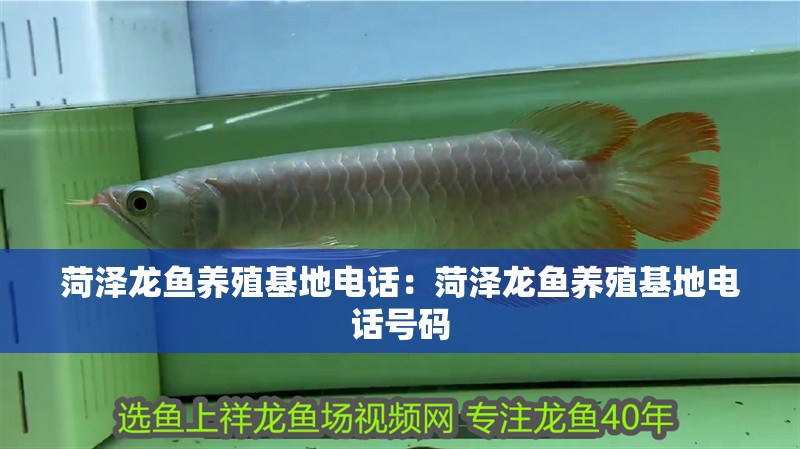菏澤龍魚養殖基地電話：菏澤龍魚養殖基地電話號碼