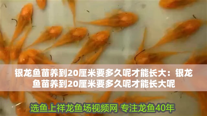 銀龍魚苗養到20厘米要多久呢才能長大：銀龍魚苗養到20厘米要多久呢才能長大呢