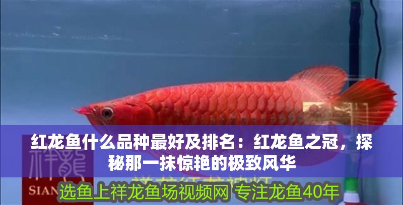 紅龍魚什么品種最好及排名：紅龍魚之冠，探秘那一抹驚艷的極致風(fēng)華