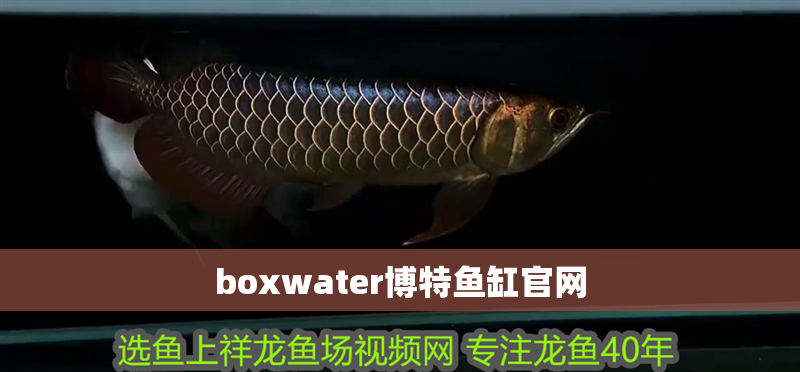 boxwater博特魚缸官網