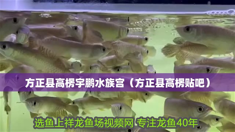 方正縣高楞宇鵬水族宮(方正縣高楞貼吧) 全國水族館企業名錄 第1張 方正縣高楞宇鵬水族宮(方正縣高楞貼吧) 方正縣高楞宇鵬水族宮(方正縣高楞貼吧) 全國水族館企業名錄 第1張