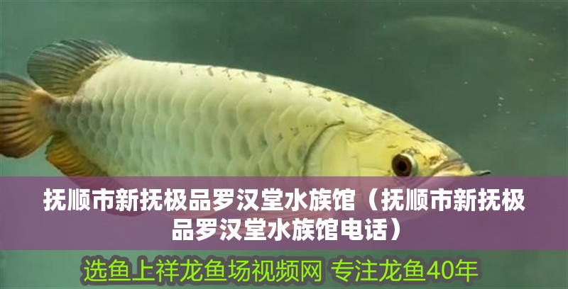 詳細閱讀:撫順市新?lián)針O品羅漢堂水族館(撫順市新?lián)針O品羅漢堂水族館電話) 撫順市新?lián)針O品羅漢堂水族館(撫順市新?lián)針O品羅漢堂水族館電話)