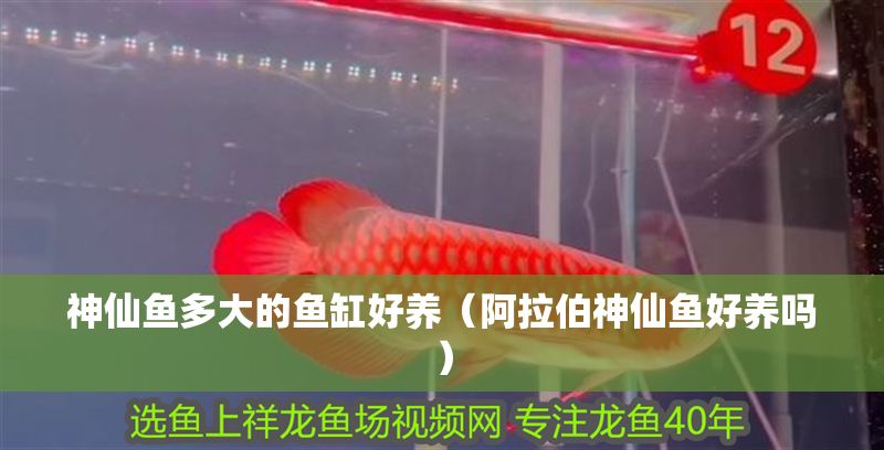 神仙魚多大的魚缸好養（阿拉伯神仙魚好養嗎）