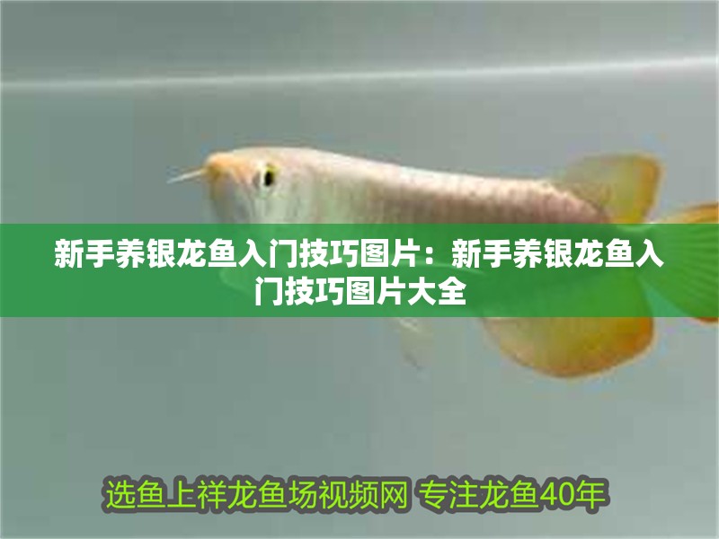 新手養(yǎng)銀龍魚入門技巧圖片：新手養(yǎng)銀龍魚入門技巧圖片大全