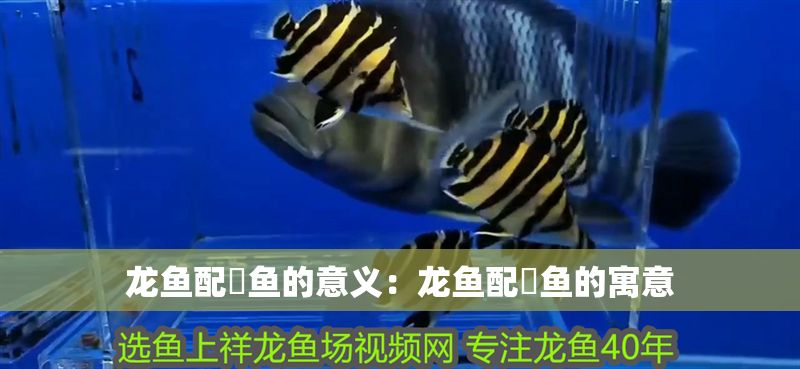 龍魚配魟魚的意義：龍魚配魟魚的寓意