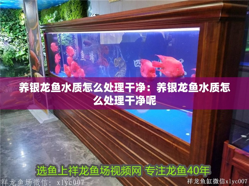 養銀龍魚水質怎么處理干凈：養銀龍魚水質怎么處理干凈呢