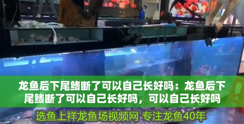 龍魚后下尾鰭斷了可以自己長好嗎：龍魚后下尾鰭斷了可以自己長好嗎，可以自己長好嗎