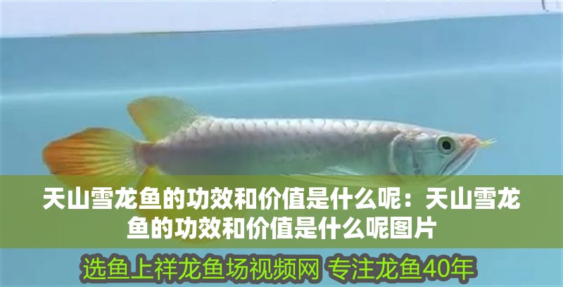 天山雪龍魚的功效和價值是什么呢：天山雪龍魚的功效和價值是什么呢圖片