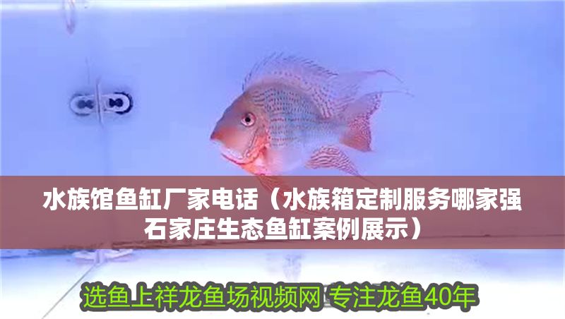 水族館魚缸廠家電話（水族箱定制服務哪家強石家莊生態魚缸案例展示）