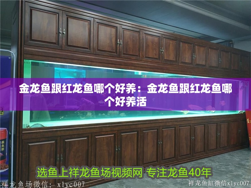 金龍魚跟紅龍魚哪個好養(yǎng)：金龍魚跟紅龍魚哪個好養(yǎng)活
