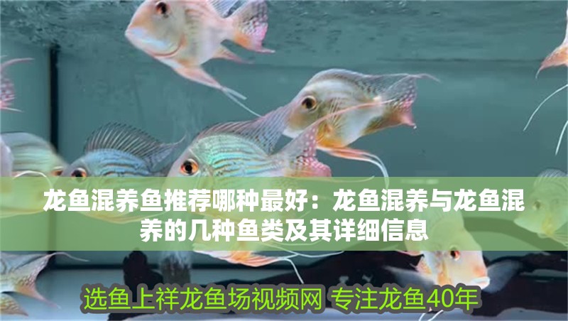 龍魚(yú)混養(yǎng)魚(yú)推薦哪種最好：龍魚(yú)混養(yǎng)與龍魚(yú)混養(yǎng)的幾種魚(yú)類(lèi)及其詳細(xì)信息