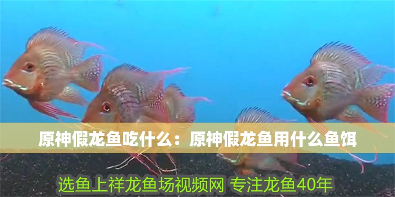 原神假龍魚吃什么：原神假龍魚用什么魚餌