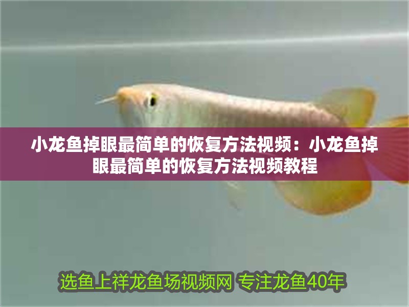 小龍魚掉眼最簡單的恢復(fù)方法視頻：小龍魚掉眼最簡單的恢復(fù)方法視頻教程
