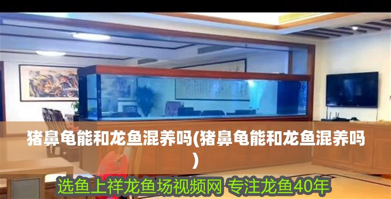 豬鼻龜能和龍魚混養嗎(豬鼻龜能和龍魚混養嗎)